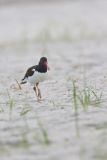 American Oystercatcher, Haematopus palliatus