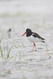 American Oystercatcher, Haematopus palliatus
