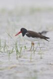 American Oystercatcher, Haematopus palliatus