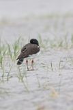 American Oystercatcher, Haematopus palliatus