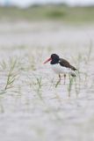 American Oystercatcher, Haematopus palliatus