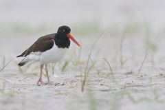 American Oystercatcher, Haematopus palliatus