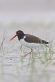 American Oystercatcher, Haematopus palliatus