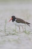 American Oystercatcher, Haematopus palliatus