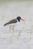 American Oystercatcher, Haematopus palliatus