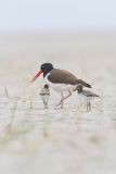 American Oystercatcher, Haematopus palliatus