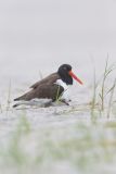 American Oystercatcher, Haematopus palliatus