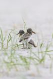 American Oystercatcher, Haematopus palliatus