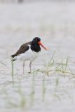 American Oystercatcher, Haematopus palliatus