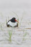 American Oystercatcher, Haematopus palliatus