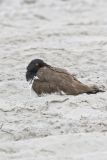 American Oystercatcher, Haematopus palliatus