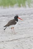American Oystercatcher, Haematopus palliatus