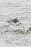 American Oystercatcher, Haematopus palliatus