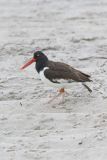 American Oystercatcher, Haematopus palliatus