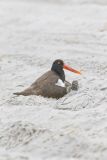 American Oystercatcher, Haematopus palliatus