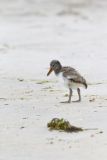 American Oystercatcher, Haematopus palliatus