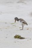 American Oystercatcher, Haematopus palliatus