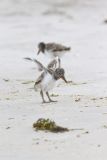 American Oystercatcher, Haematopus palliatus