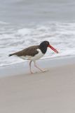 American Oystercatcher, Haematopus palliatus