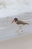 American Oystercatcher, Haematopus palliatus