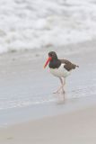American Oystercatcher, Haematopus palliatus