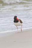 American Oystercatcher, Haematopus palliatus