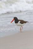 American Oystercatcher, Haematopus palliatus