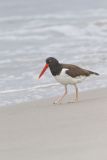 American Oystercatcher, Haematopus palliatus