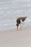 American Oystercatcher, Haematopus palliatus