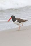 American Oystercatcher, Haematopus palliatus