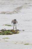 American Oystercatcher, Haematopus palliatus