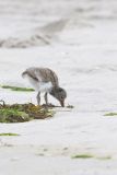 American Oystercatcher, Haematopus palliatus