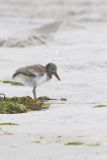 American Oystercatcher, Haematopus palliatus