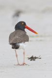 American Oystercatcher, Haematopus palliatus
