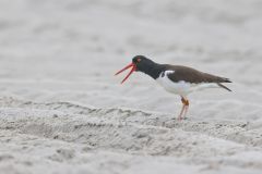 American Oystercatcher, Haematopus palliatus