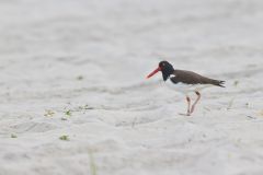 American Oystercatcher, Haematopus palliatus