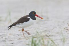 American Oystercatcher, Haematopus palliatus