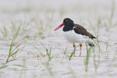 American Oystercatcher, Haematopus palliatus
