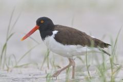 American Oystercatcher, Haematopus palliatus