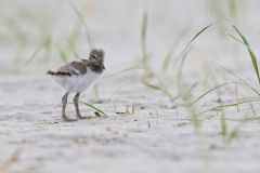American Oystercatcher, Haematopus palliatus