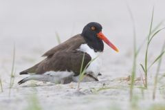 American Oystercatcher, Haematopus palliatus