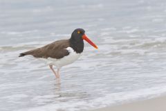 American Oystercatcher, Haematopus palliatus