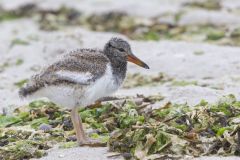 American Oystercatcher, Haematopus palliatus