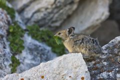 American pika, chotona princeps
