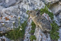 American pika, chotona princeps
