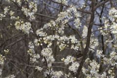 American Plum