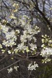 American Plum, Prunus americana