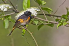American Redstart, Setophaga ruticilla