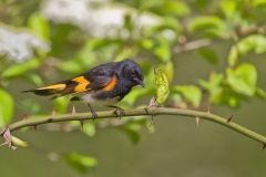 American Redstart, Setophaga ruticilla