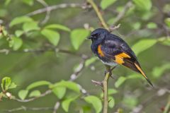 American Redstart, Setophaga ruticilla